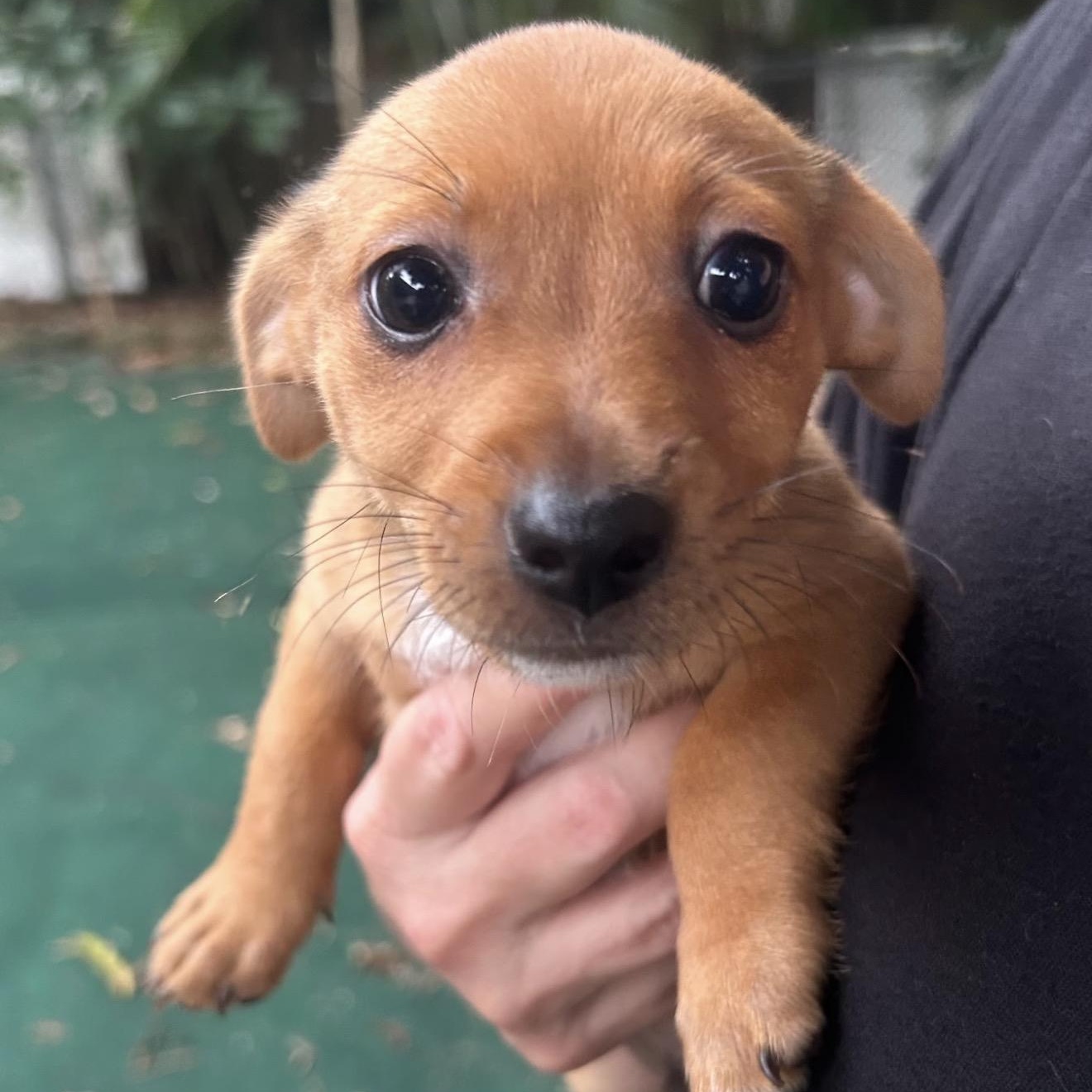 Kansas, Adoptable, Puppy Male Chihuahua & Dachshund.