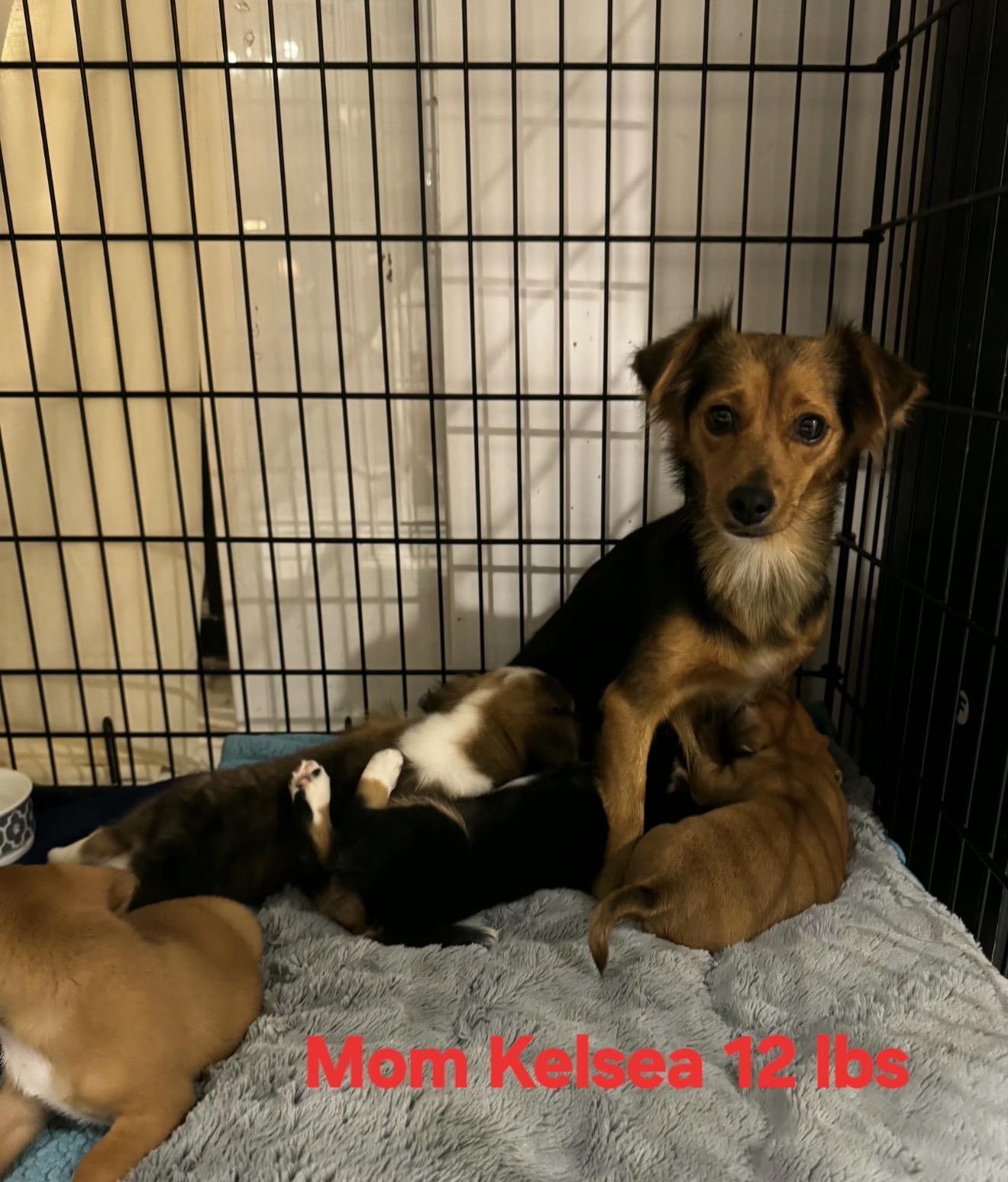 Enlarge Kansas, a Adoptable mixed breed in Lake Worth, FL image 5/5