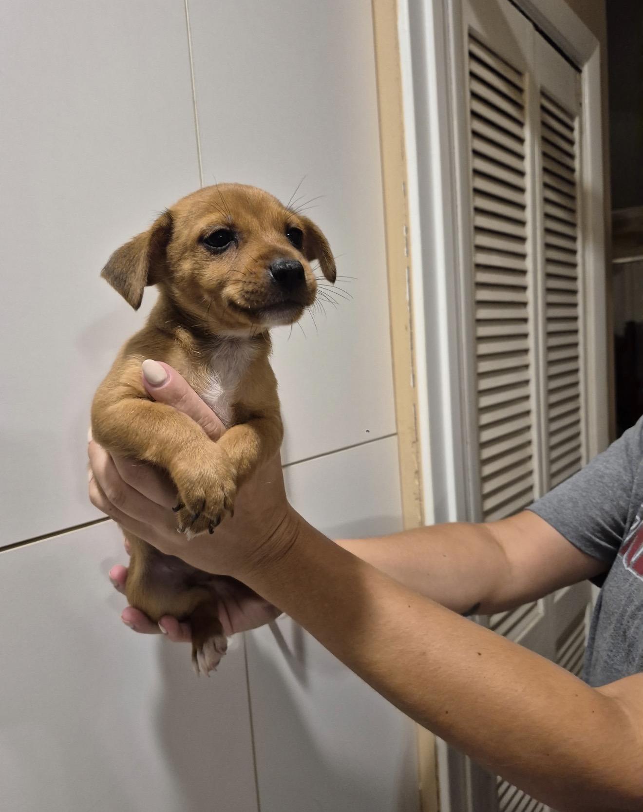 Enlarge Kansas, a Adoptable mixed breed in Lake Worth, FL image 3/5