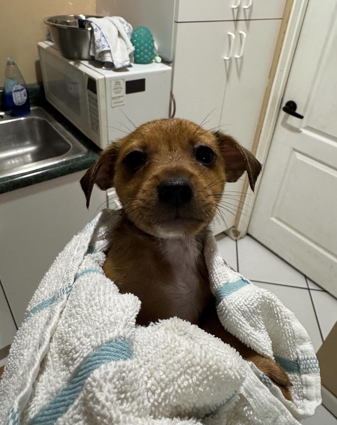 Enlarge Kansas, a Adoptable mixed breed in Lake Worth, FL image 4/5
