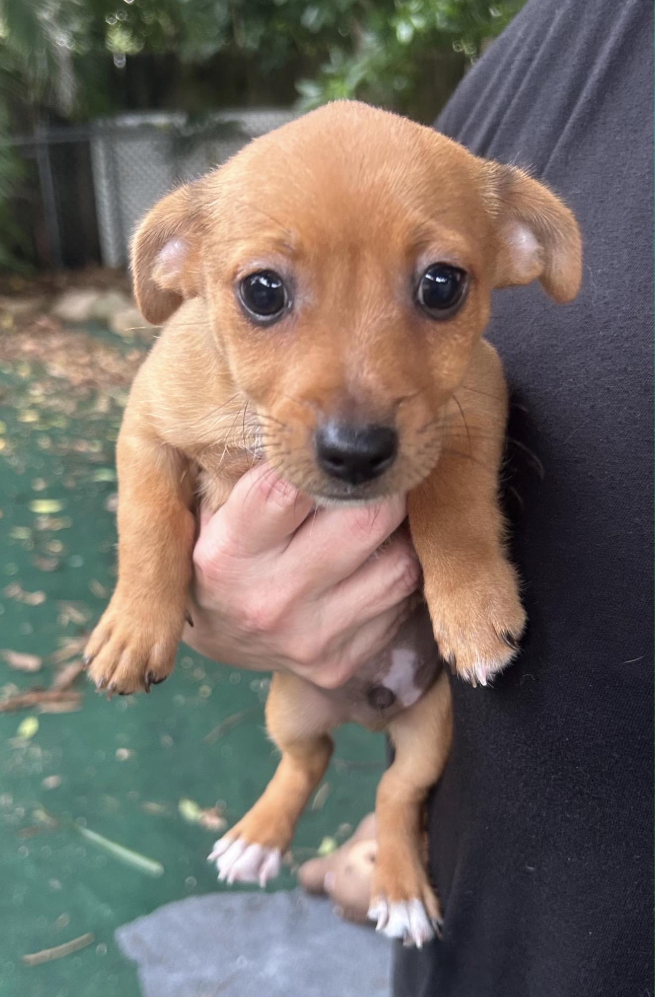 Enlarge Kansas, a Adoptable mixed breed in Lake Worth, FL image 2/5