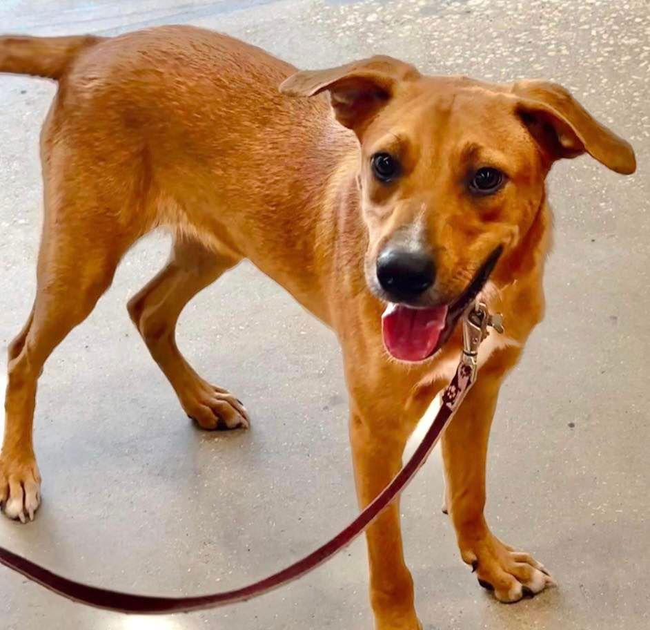 Mavi, Adoptable, Puppy Male Yellow Labrador Retriever & Black Mouth Cur.