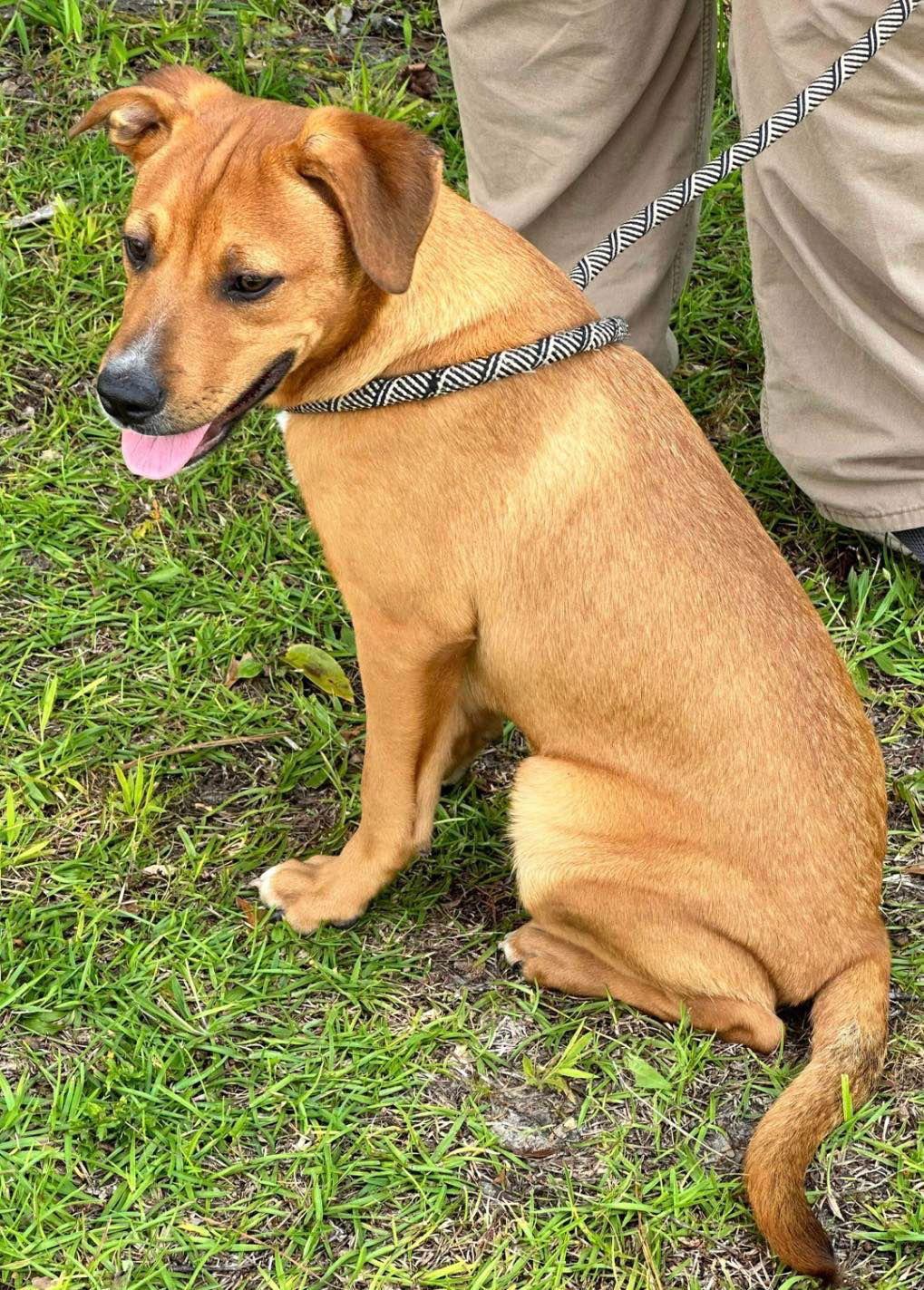 Mavi, a Adoptable mixed breed in Grand Bay, AL image 2/6
