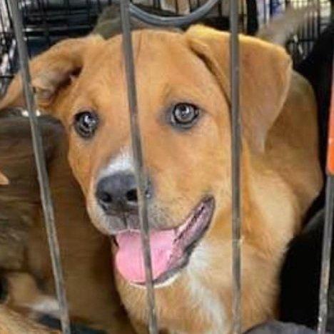 Mavi, Adoptable, Puppy Male Yellow Labrador Retriever & Black Mouth Cur.