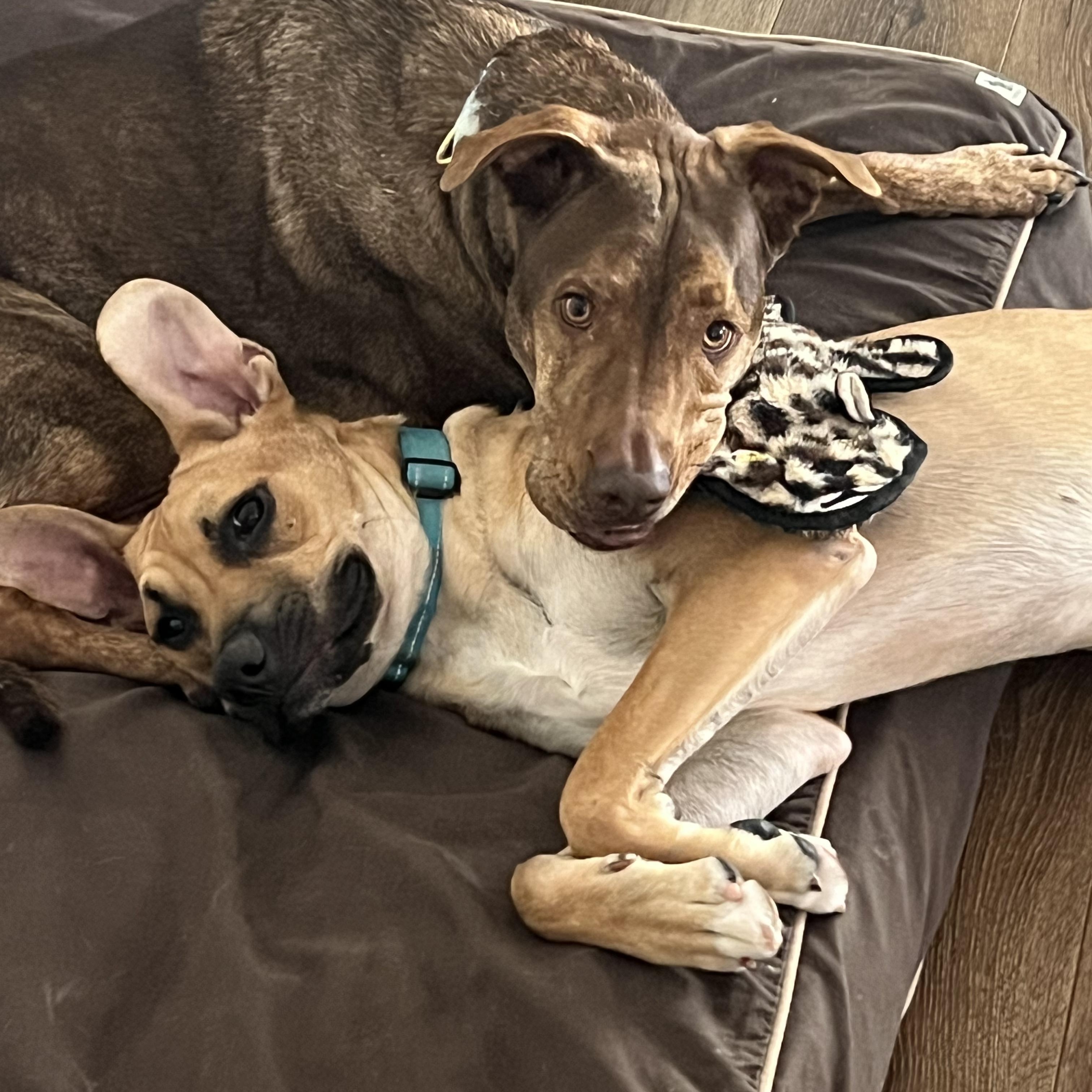 Enlarge Archie, a Adoptable mixed breed in San Diego, CA image 6/6
