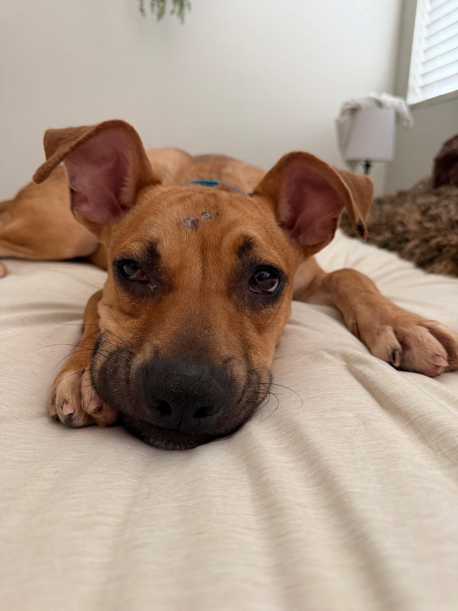 Enlarge Archie, a Adoptable mixed breed in San Diego, CA image 1/6