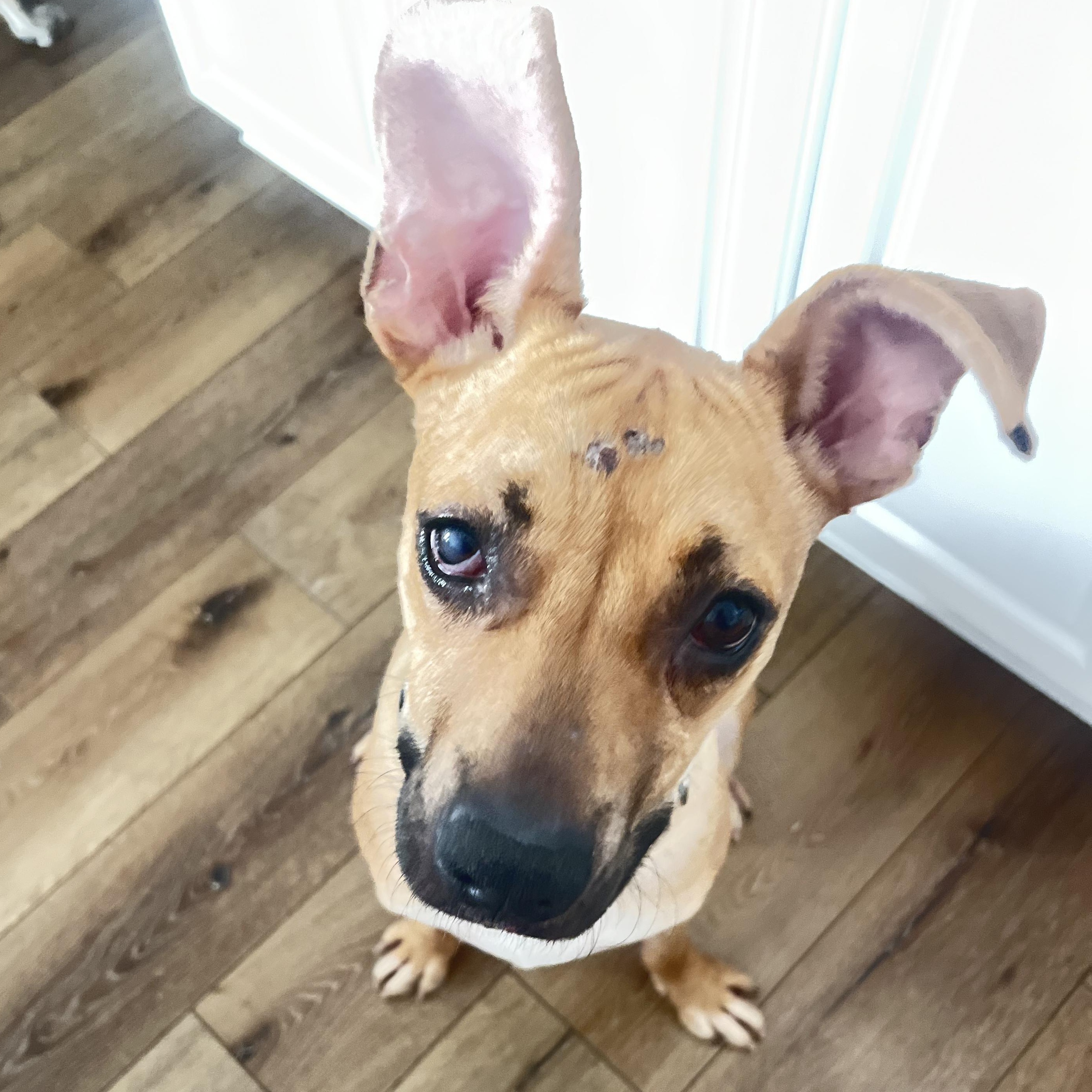 Archie, a Adoptable mixed breed in Redondo Beach , CA image 6/6