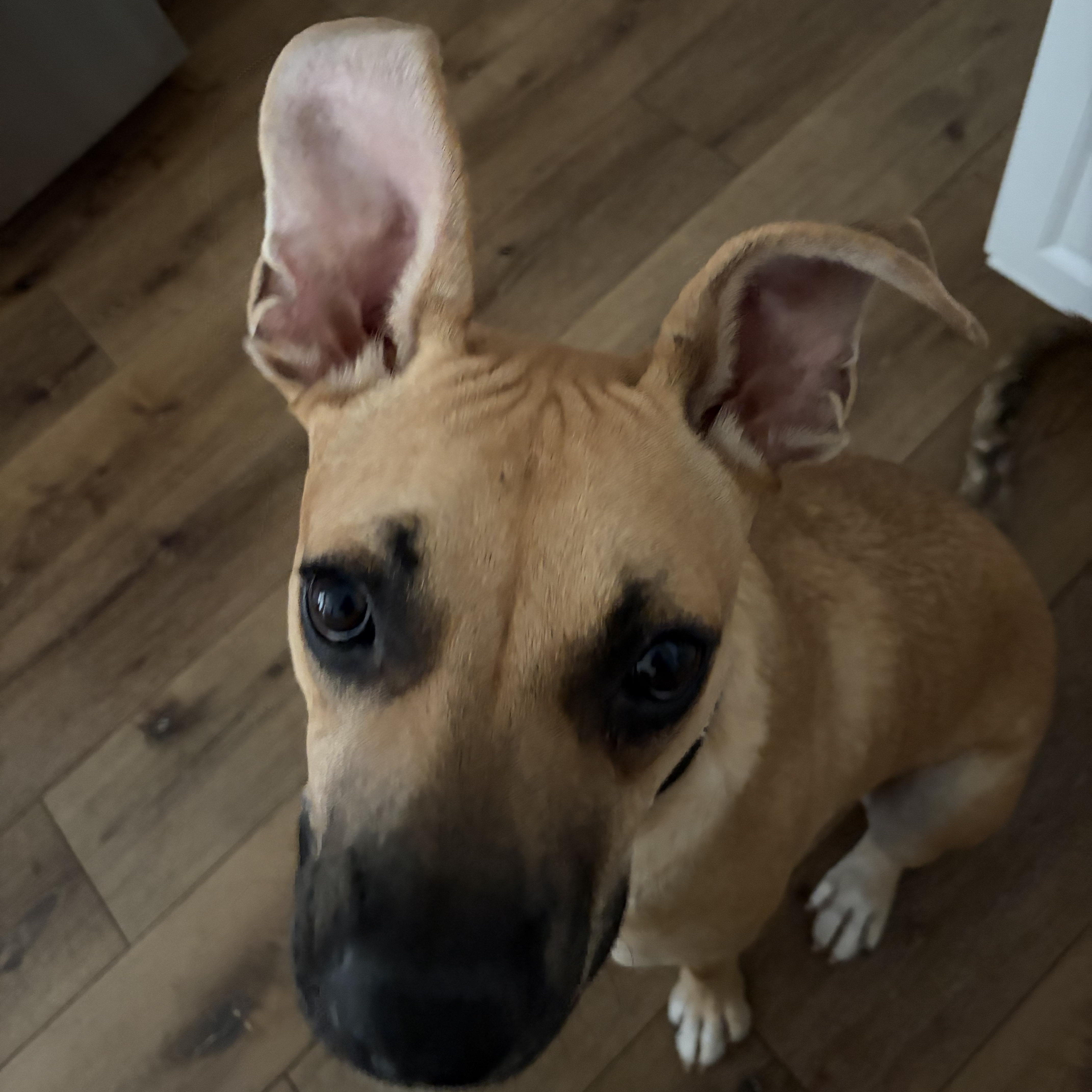 Enlarge Archie, a Adoptable mixed breed in San Diego, CA image 2/6