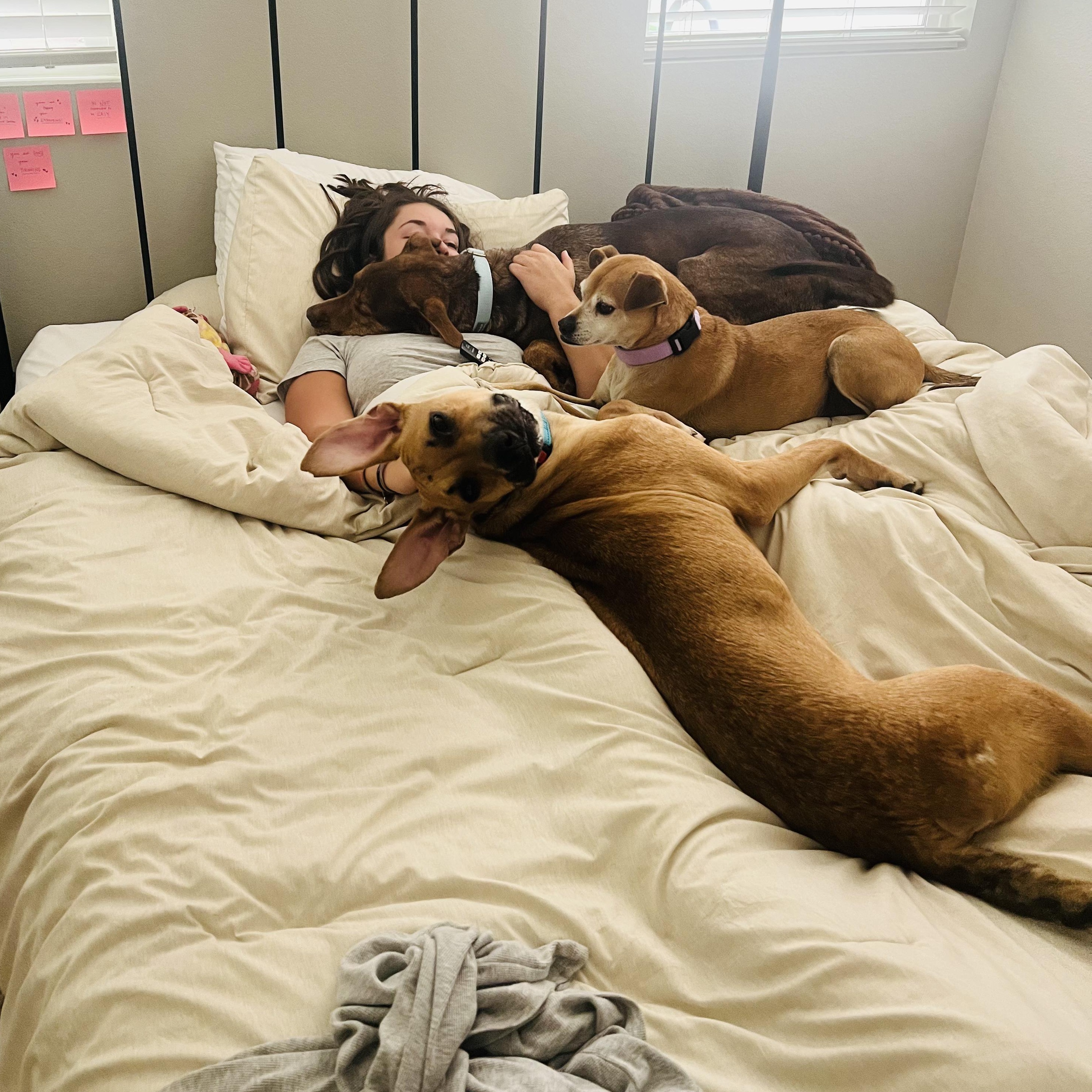 Enlarge Archie, a Adoptable mixed breed in San Diego, CA image 3/6