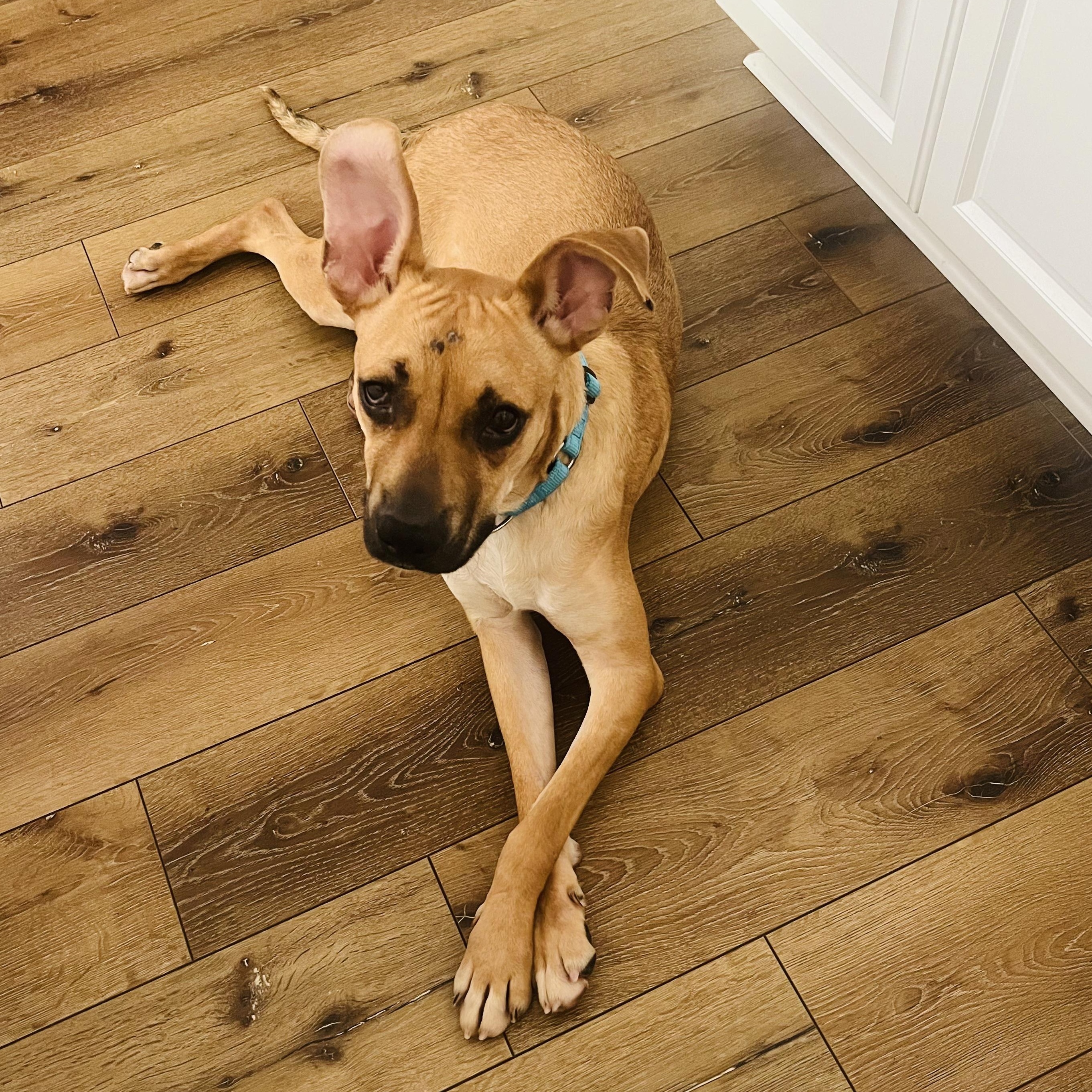 Archie, Adoptable, Young Male Black Mouth Cur & German Shepherd Dog.