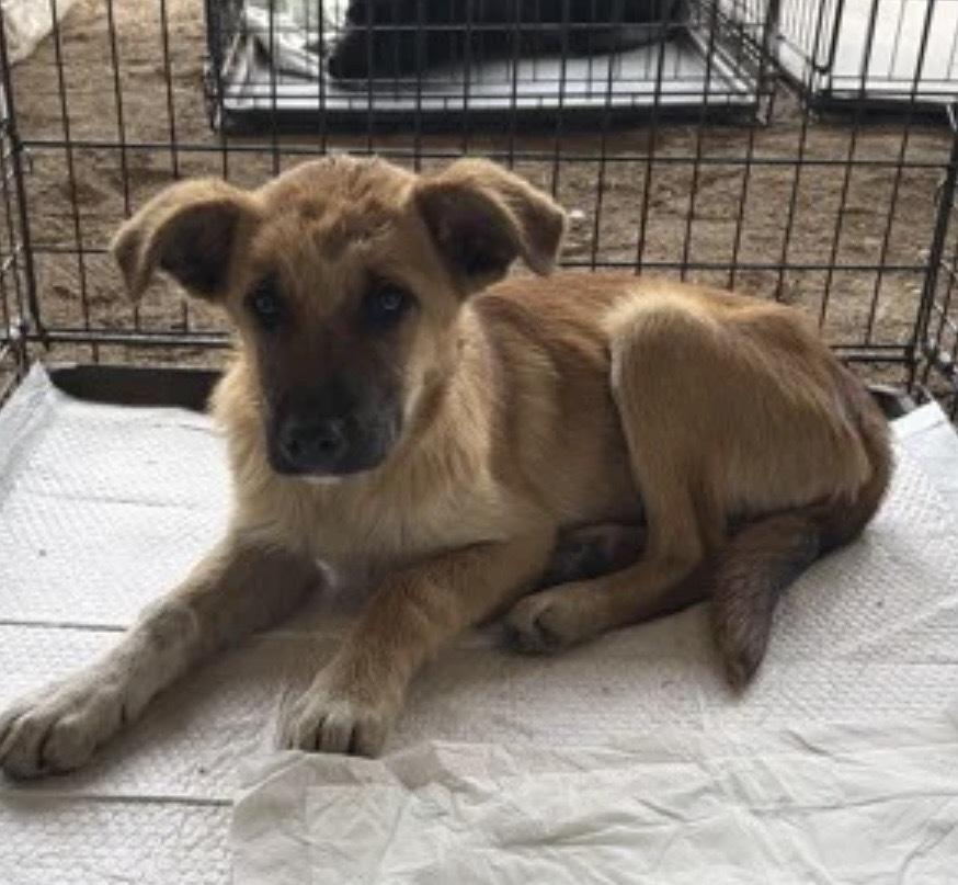 Enlarge Boo Boo, a Adoptable mixed breed in Plymouth, MN image 1/1