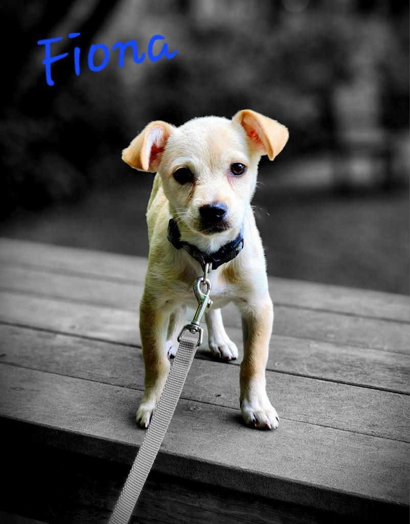 Fiona, Adoptable, Puppy Female Terrier.