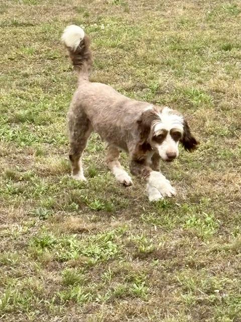 RUSSY ROO, a ADOPTABLE Bernadoodle in Port Elizabeth, NJ image 3/3