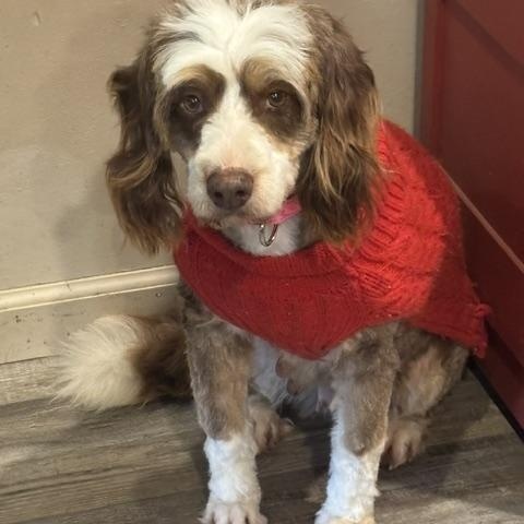 RUSSY ROO, a ADOPTABLE Bernadoodle in Port Elizabeth, NJ image 2/3