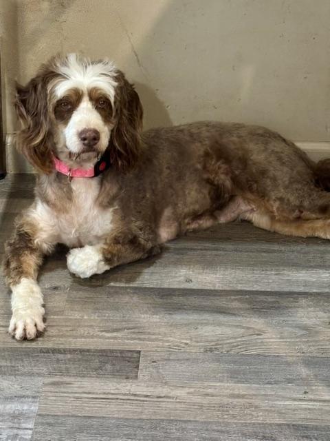 RUSSY ROO, ADOPTABLE, Adult Female Bernadoodle.