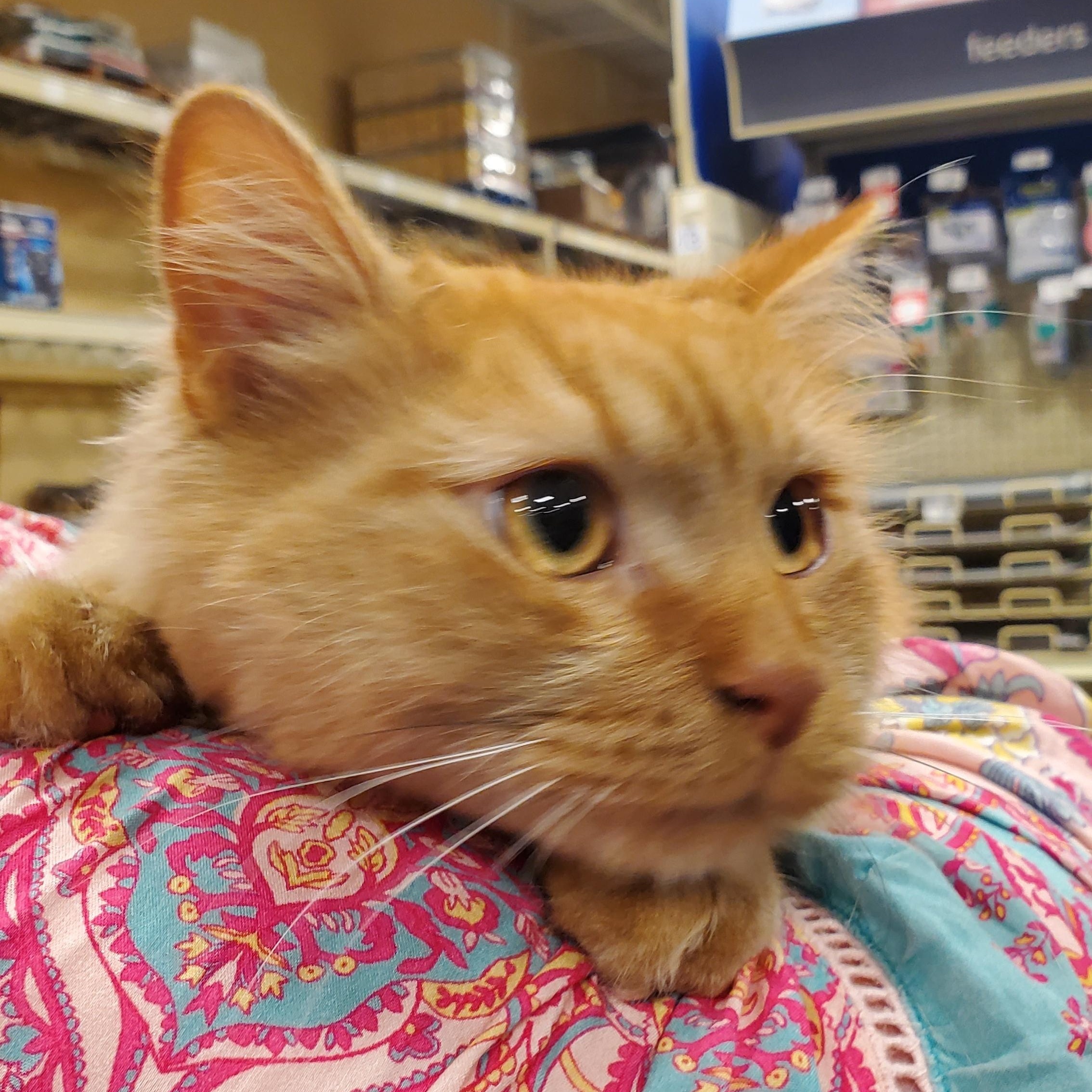 Ollie, adopted, Adult Male Tabby.