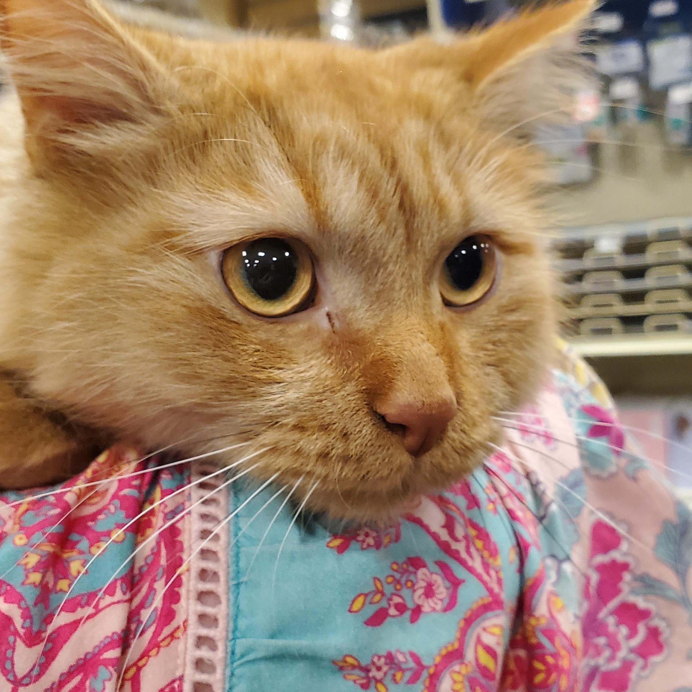 Ollie, an adopted Tabby in Muncie, IN image 2/2