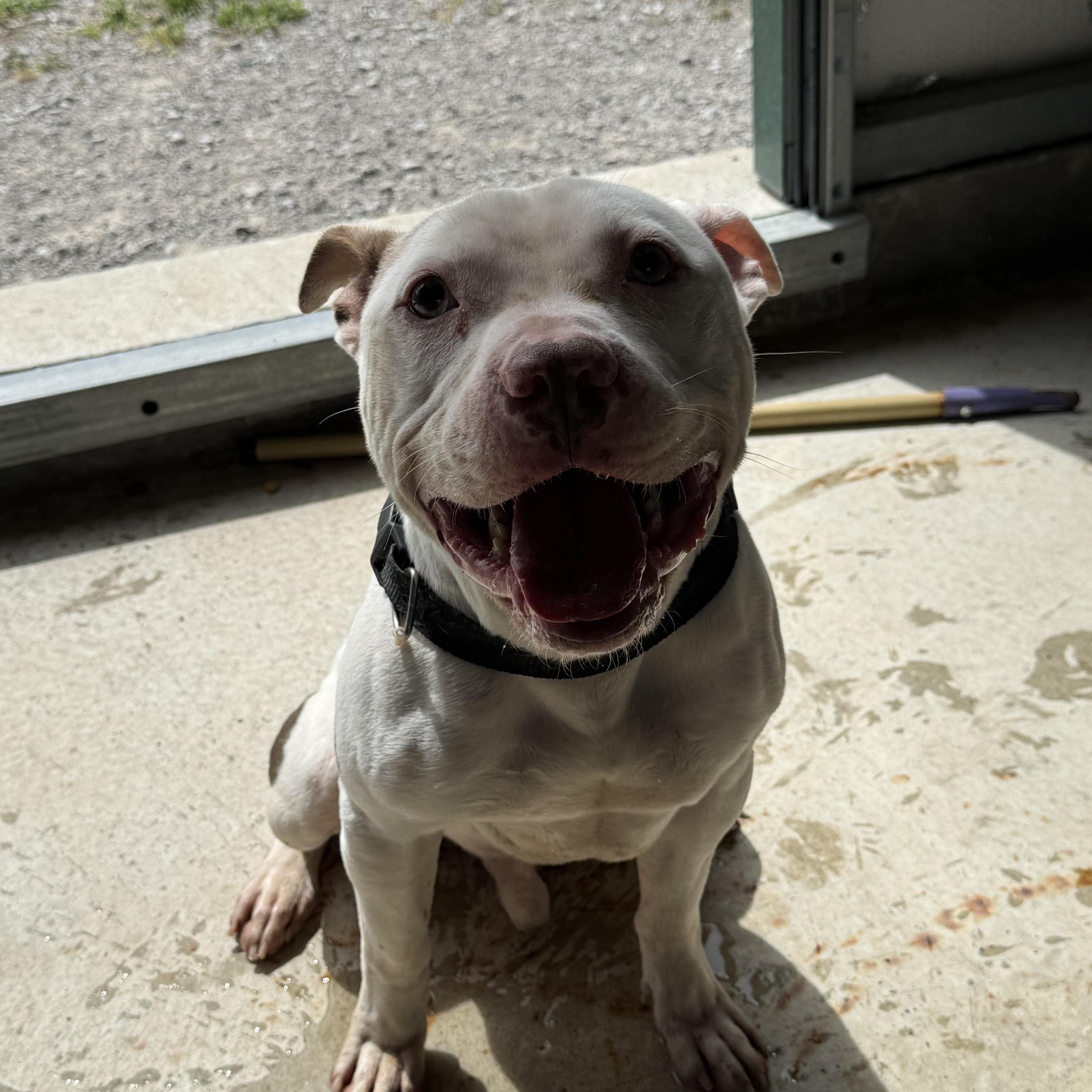 Enlarge Pickles, a Adoptable Pit Bull Terrier in Lewisburg, TN image 1/2