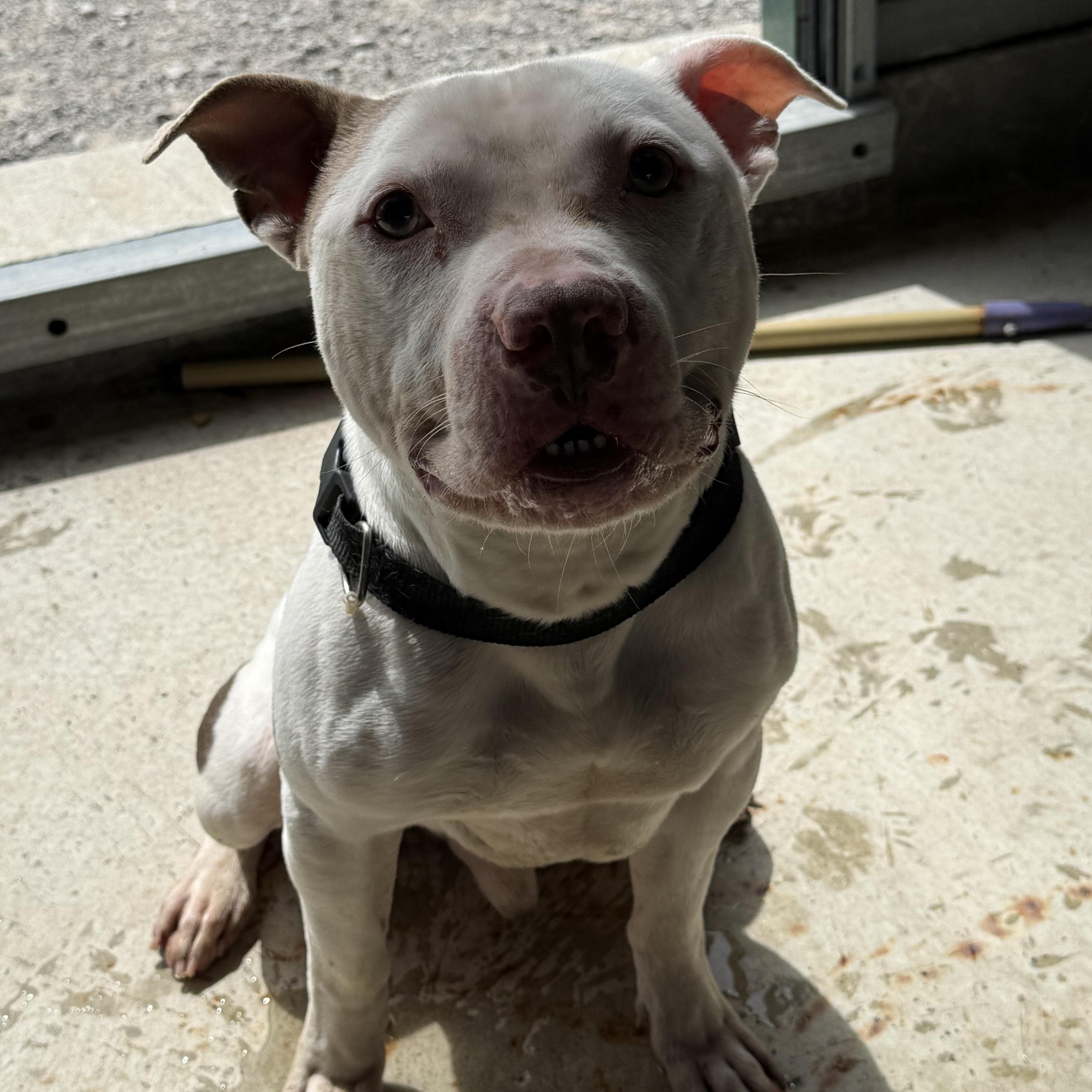 Enlarge Pickles, a Adoptable Pit Bull Terrier in Lewisburg, TN image 2/2