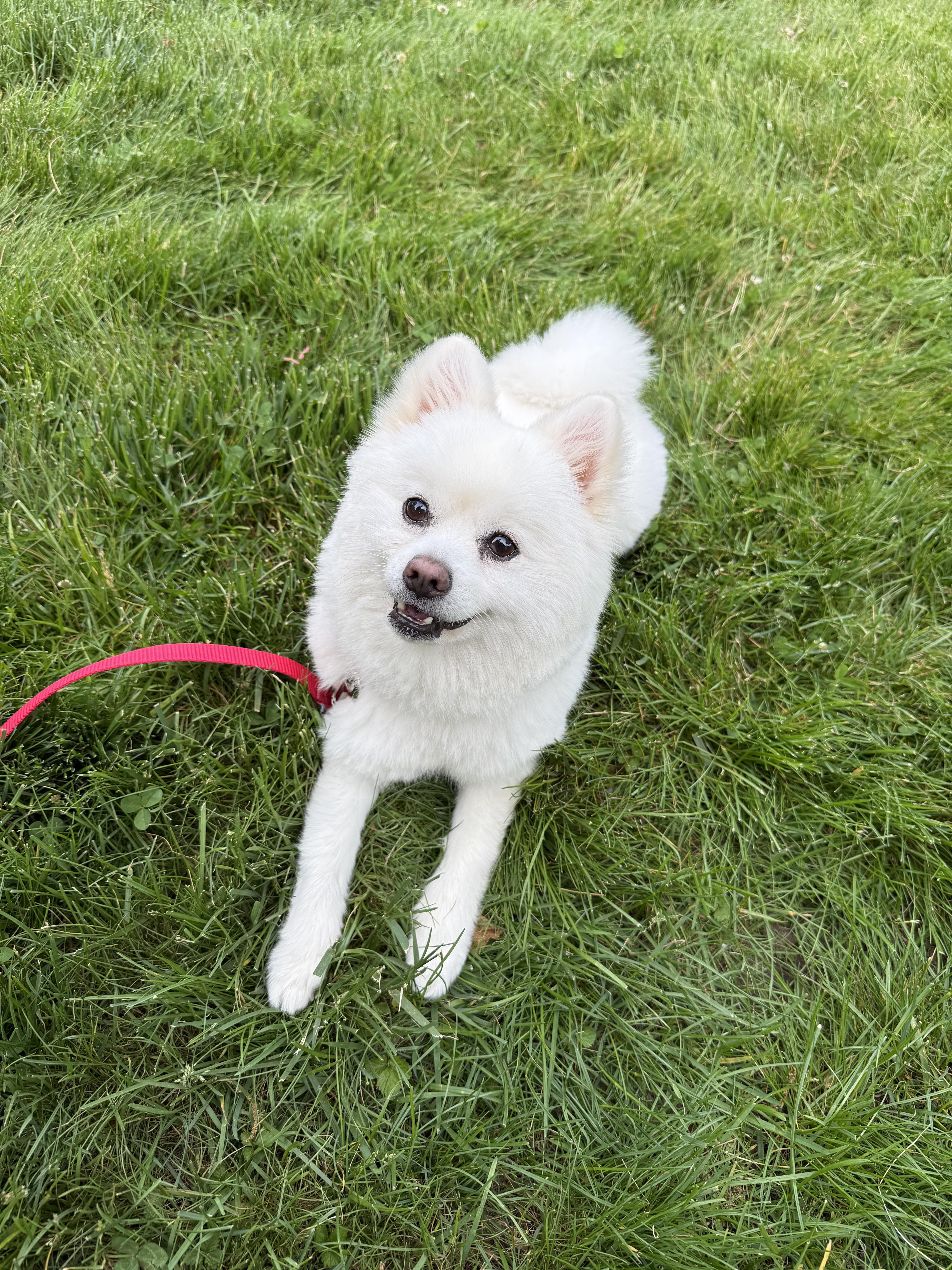Wrigley, an adopted Pomeranian in Thornwood, NY image 3/5