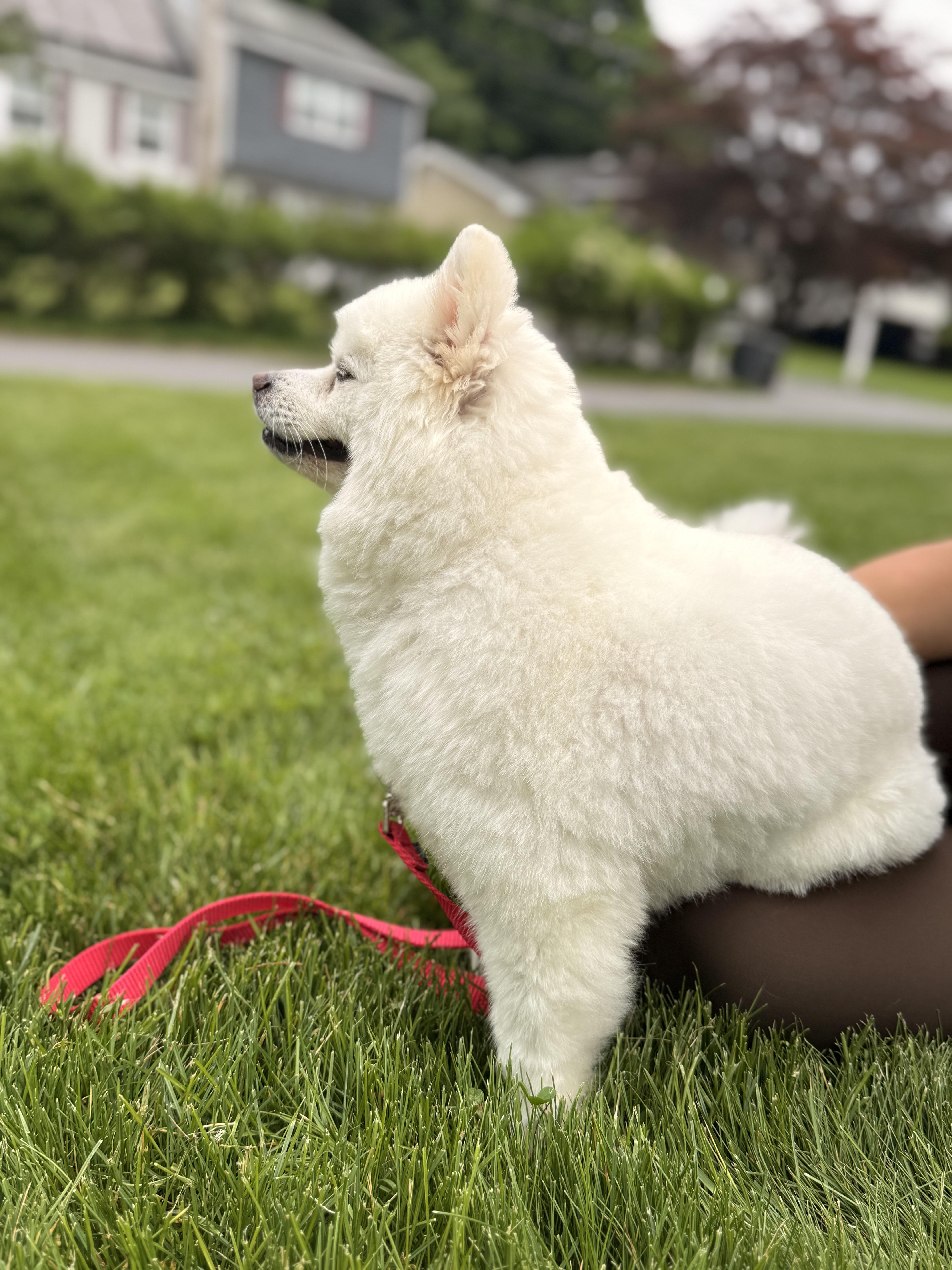 Wrigley, adopted, Adult Male Pomeranian.