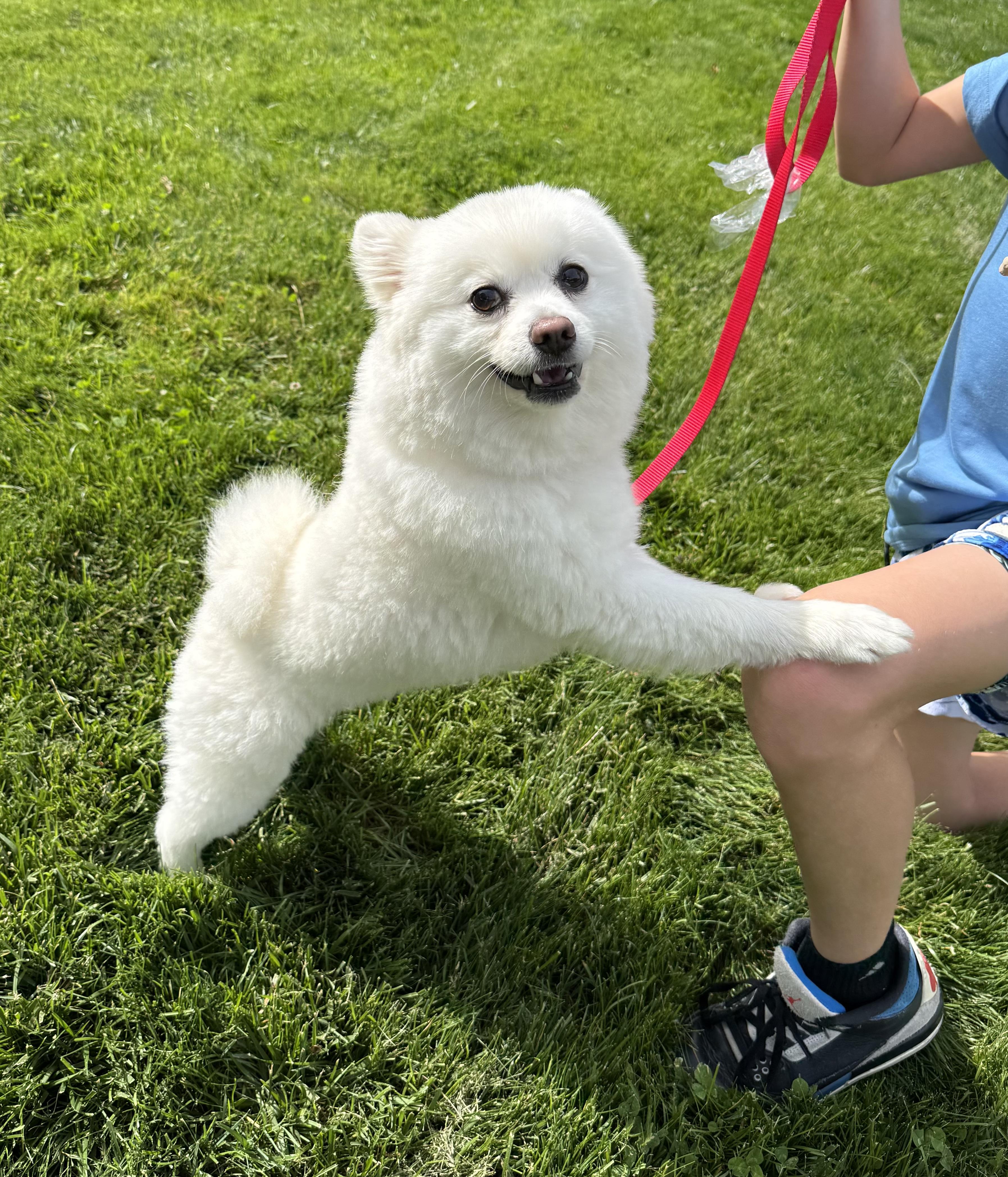Wrigley, an adopted Pomeranian in Thornwood, NY image 4/5