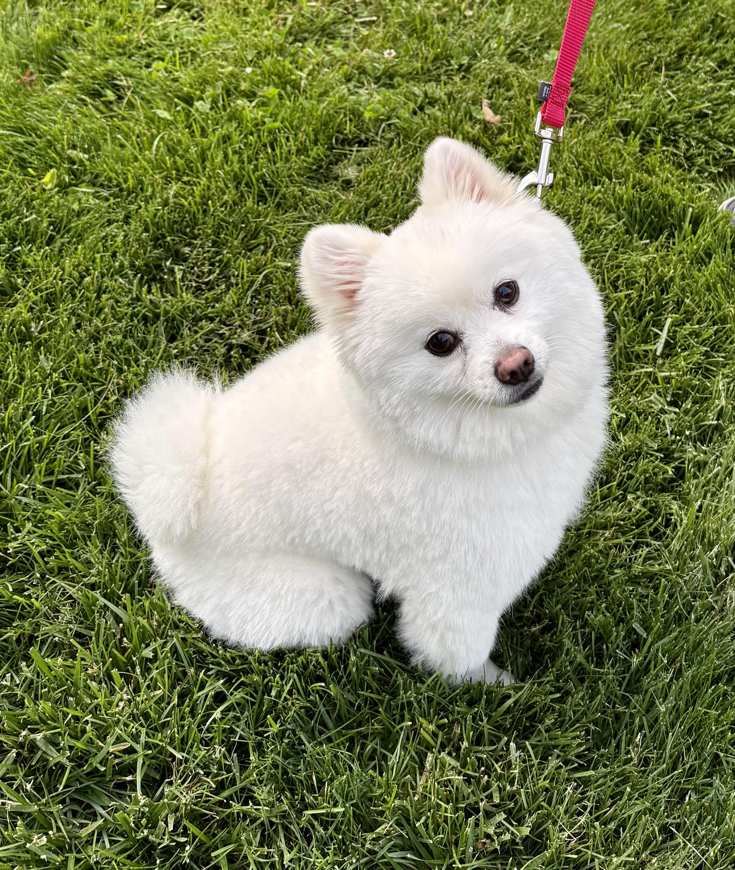 Wrigley, an adopted Pomeranian in Thornwood, NY image 2/5