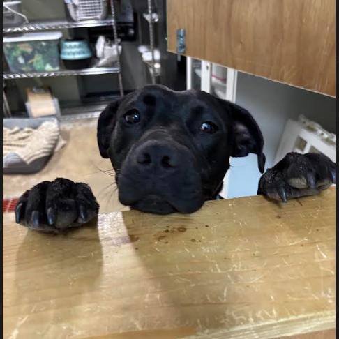 Princess — thumbnail 2