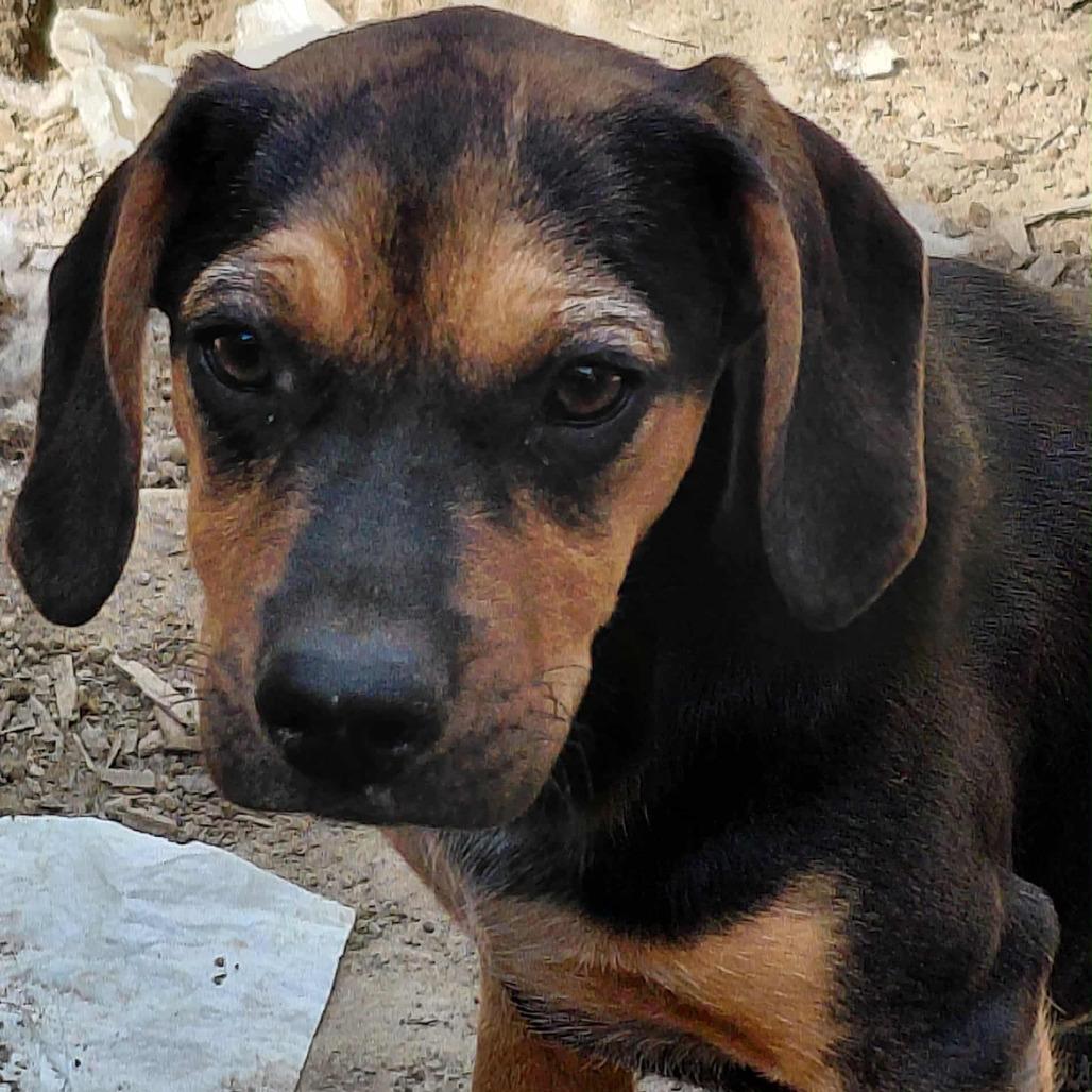 Casey, a Adoptable mixed breed in Covington, KY image 1/3