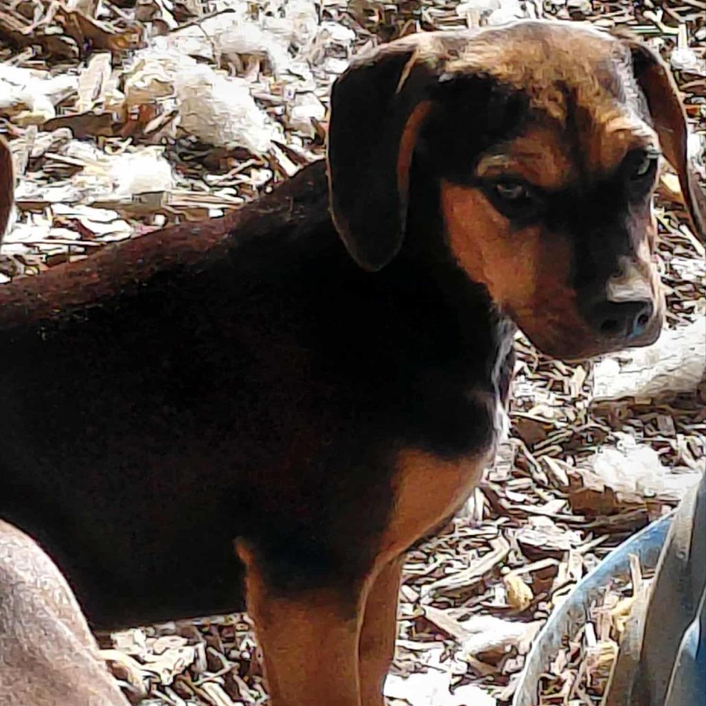 Casey, a Adoptable mixed breed in Covington, KY image 3/3