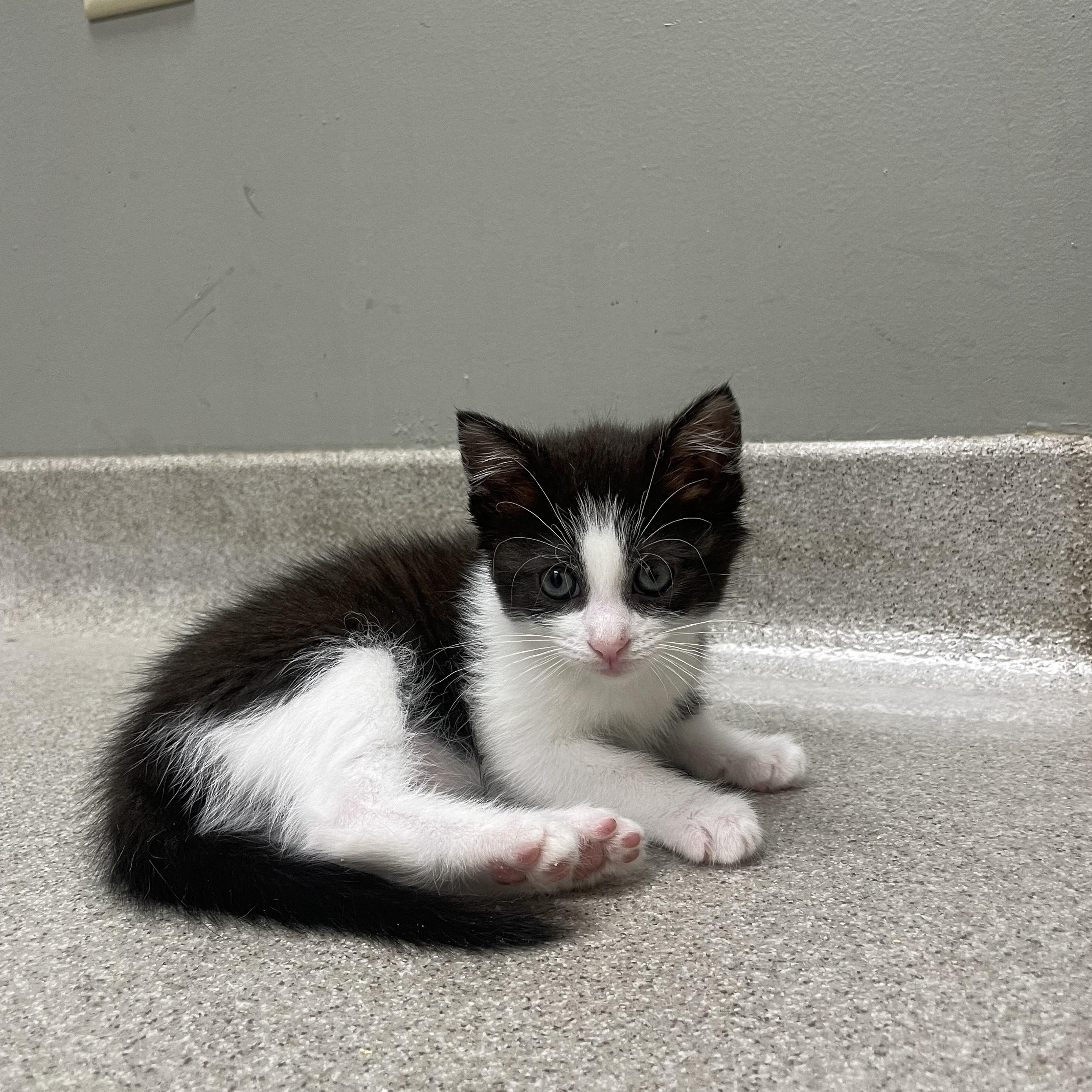 Josie, Adopted, Kitten Female Domestic Medium Hair.