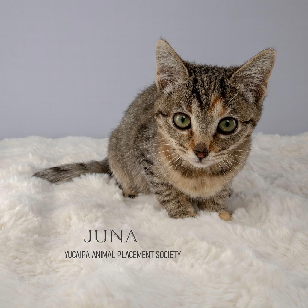 Enlarge Juna, a Adoptable Domestic Short Hair in Yucaipa, CA image 1/5