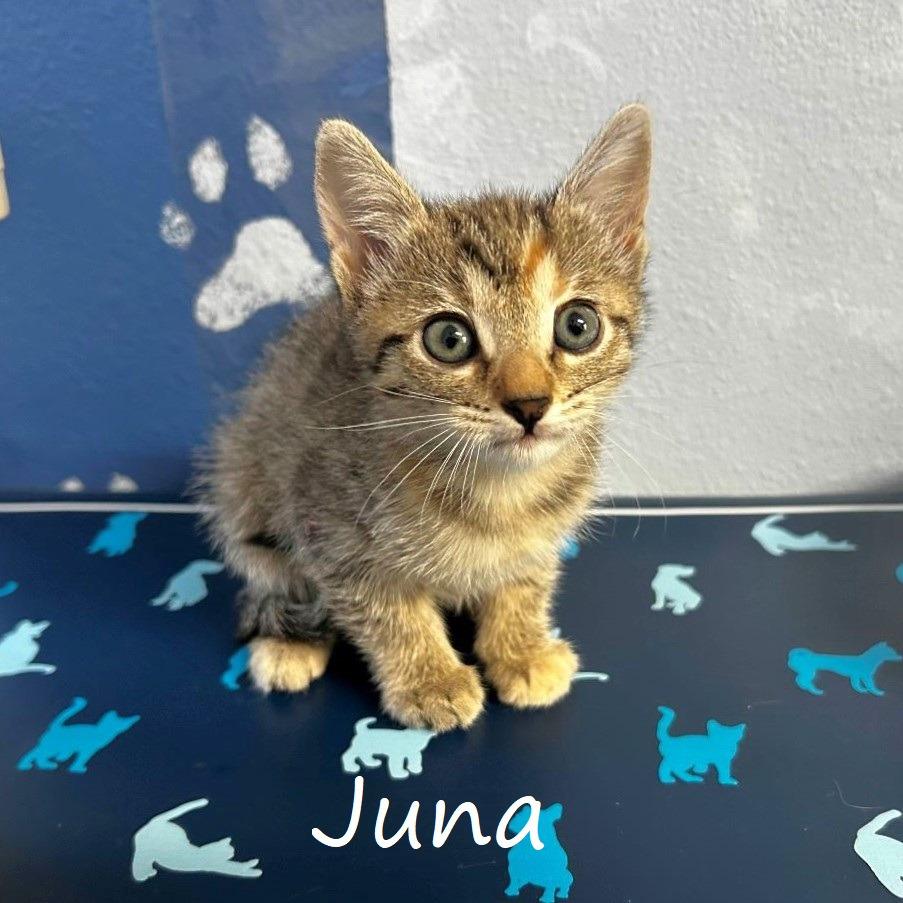 Enlarge Juna, a Adoptable Domestic Short Hair in Yucaipa, CA image 2/5