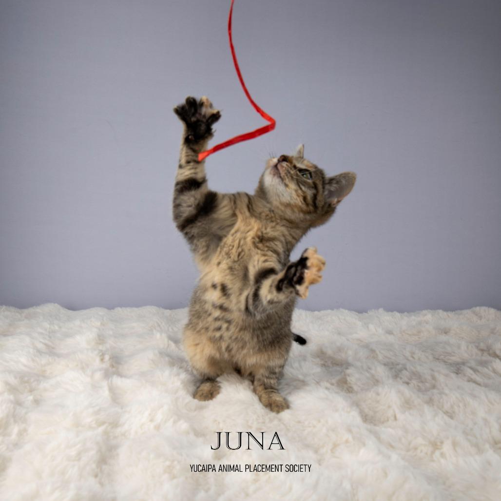 Enlarge Juna, a Adoptable Domestic Short Hair in Yucaipa, CA image 3/5