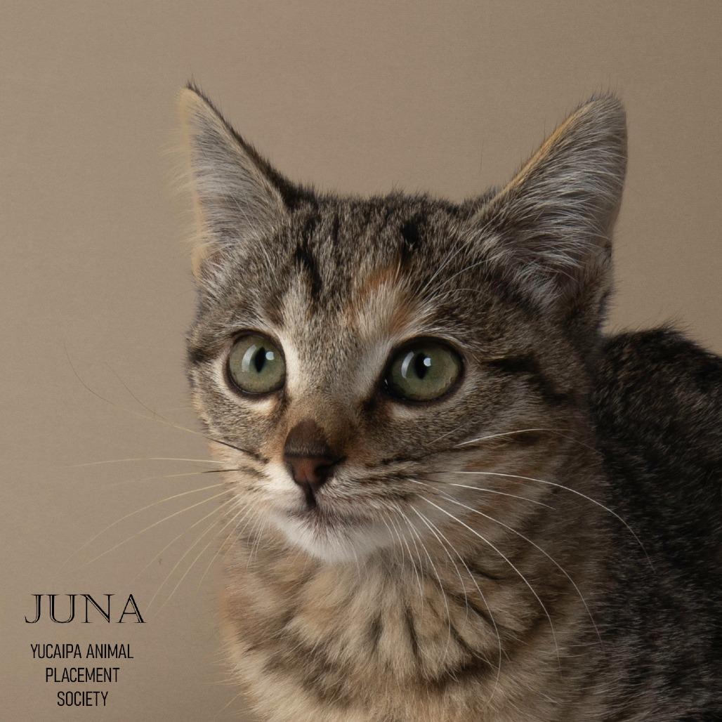 Enlarge Juna, a Adoptable Domestic Short Hair in Yucaipa, CA image 5/5