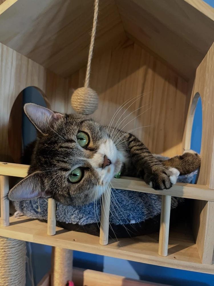 Sweetpea, Adoptable, Adult Female Domestic Short Hair.
