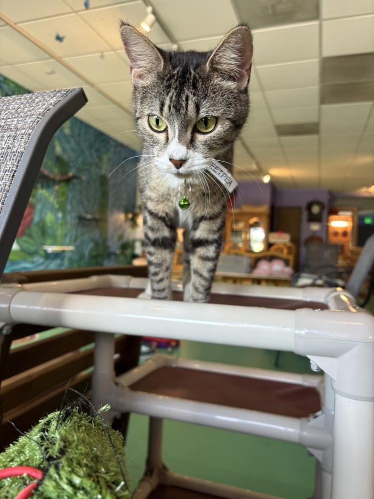 Sweetpea, a Adoptable mixed breed in Lafayette, CO image 3/4