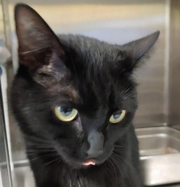 Patrick (Boss), Adopted, Young Male Domestic Short Hair & Domestic Short Hair.