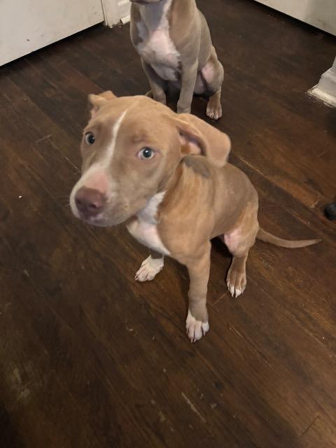 Nyla, Adoptable, Young Female Pit Bull Terrier.