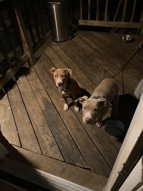 Enlarge Nyla, a Adoptable Pit Bull Terrier in Parkville, MD image 2/2