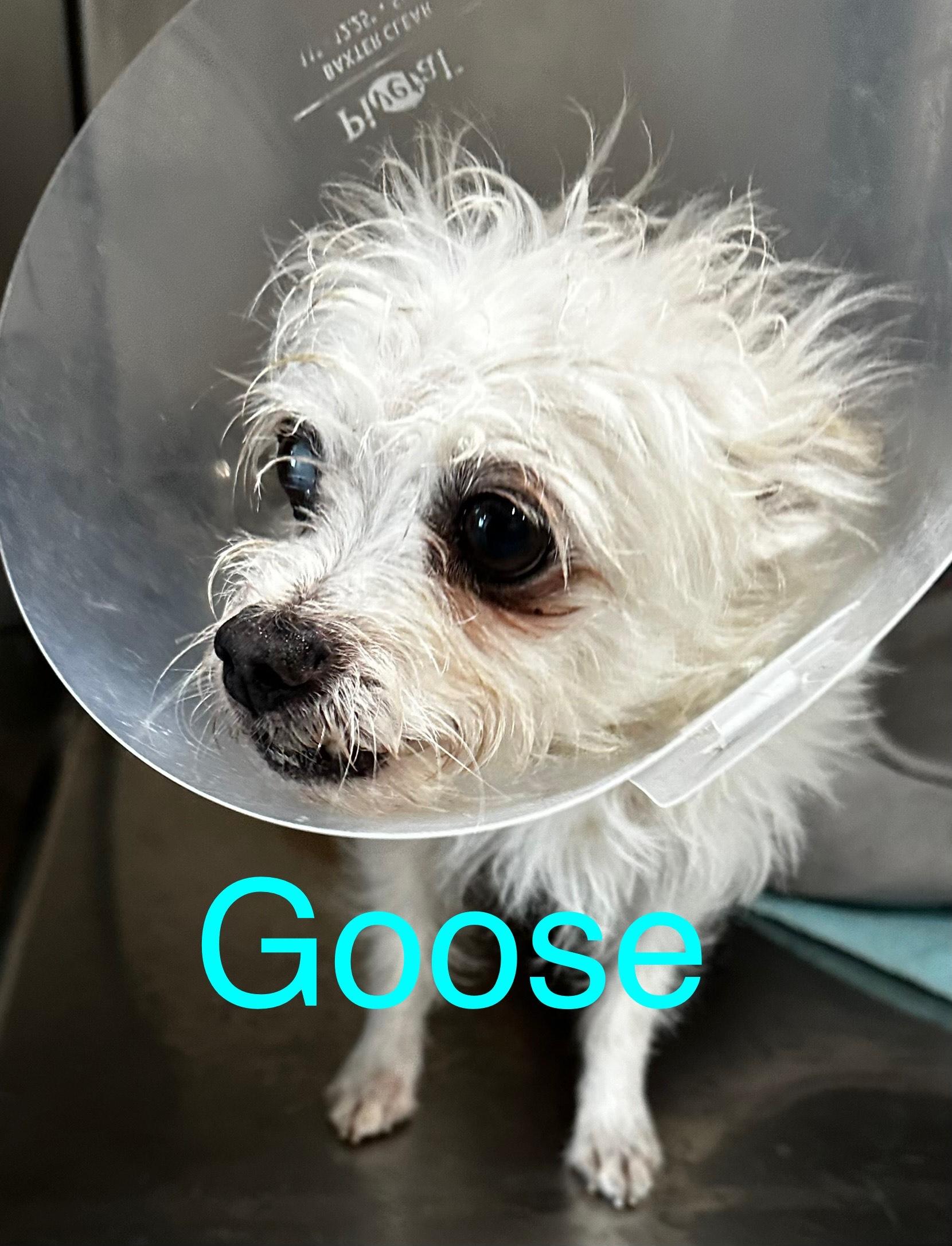 Goose, Senior Male unknown