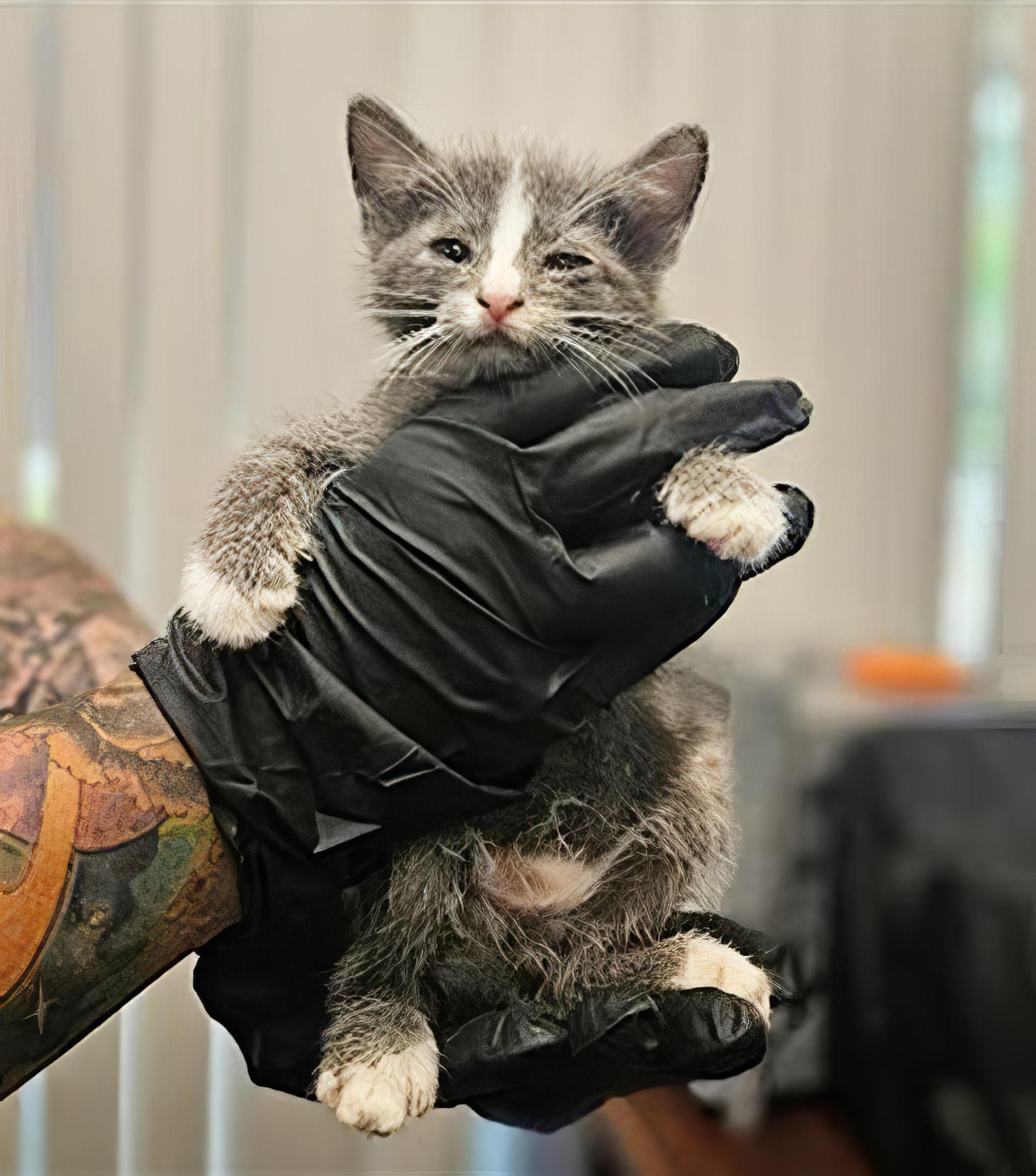 Axel, Baby Male Domestic Short Hair