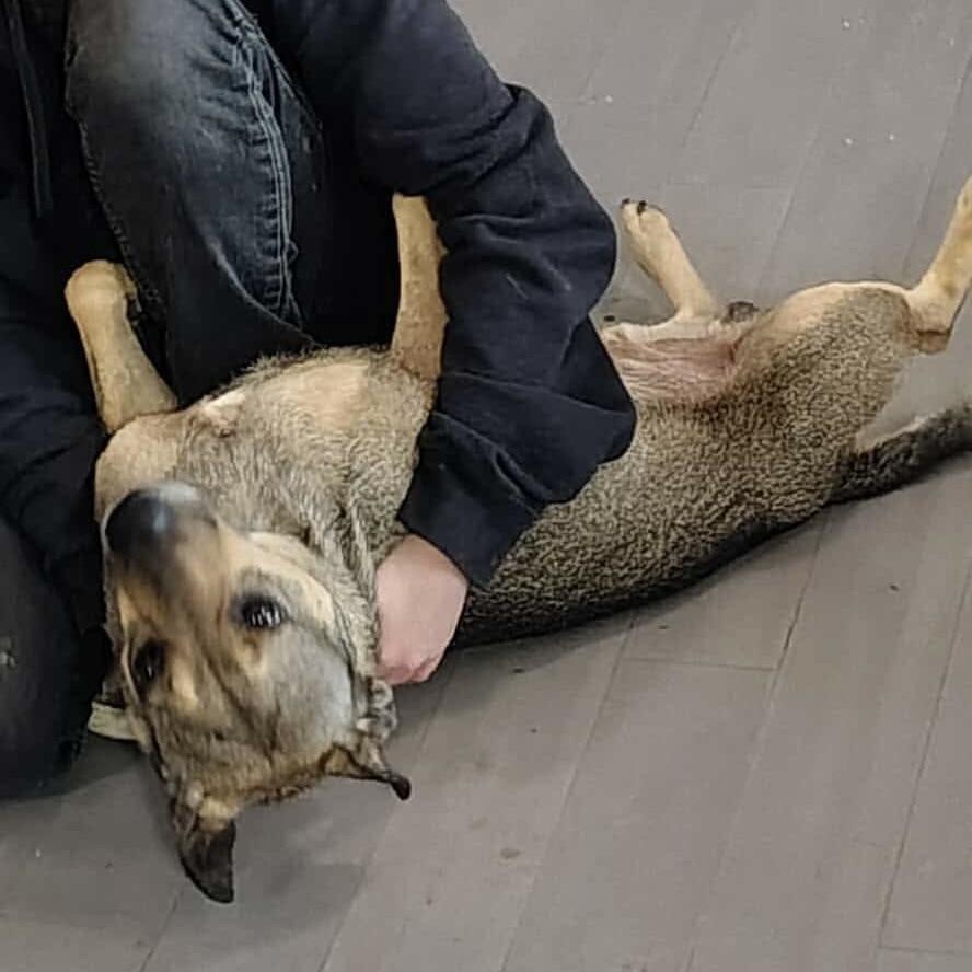 Dawson aka Buddy (20251011-01)