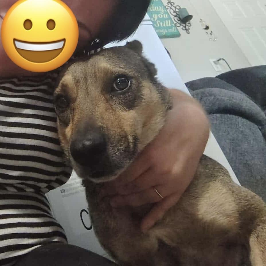 Dawson aka Buddy (20251011-01) — thumbnail 3