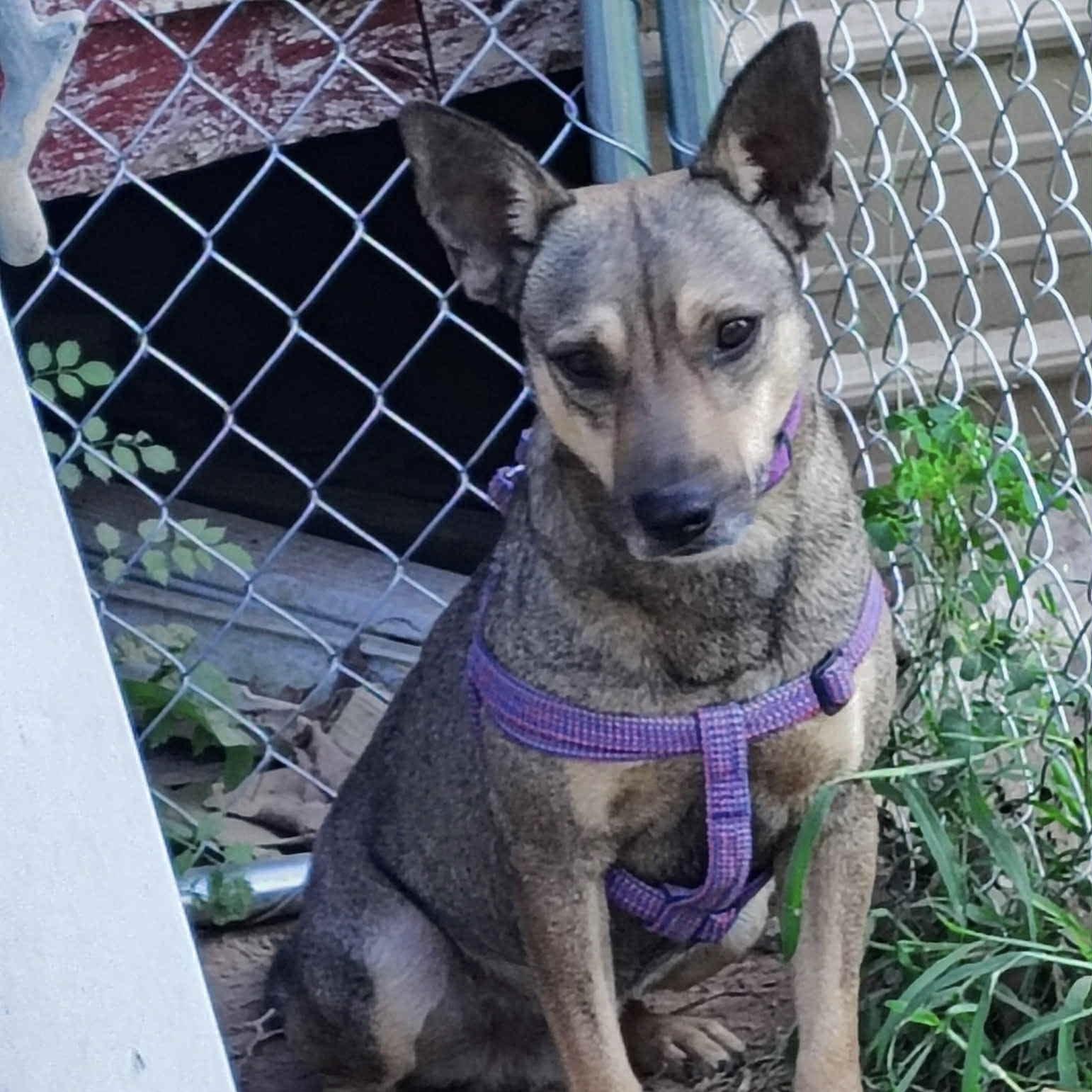 Dawson aka Buddy (20251011-01) — thumbnail 4