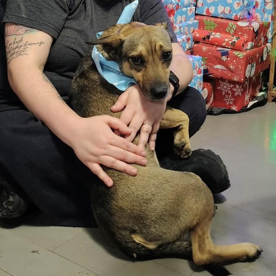 Dawson aka Buddy (20251011-01) — thumbnail 5