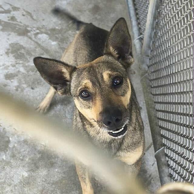 Dawson aka Buddy (20251011-01) — thumbnail 6