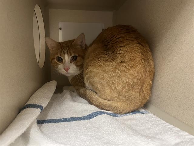 SIMBA, Adoptable, Adult Male Domestic Short Hair.