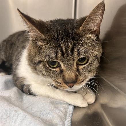 Enlarge Dexter, a Adoptable Domestic Short Hair in Perkiomenville, PA image 1/1