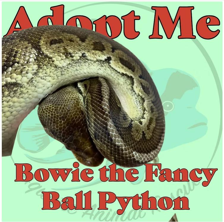 Bowie the Ball Python, Adoptable, Adult Unknown Ball Python.